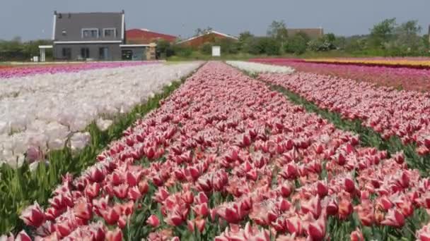 Drohnenschuss fliegt über Tulpenfelder in Flevopolder in den Niederlanden in der Nähe von Dronten - Filmmaterial, Video