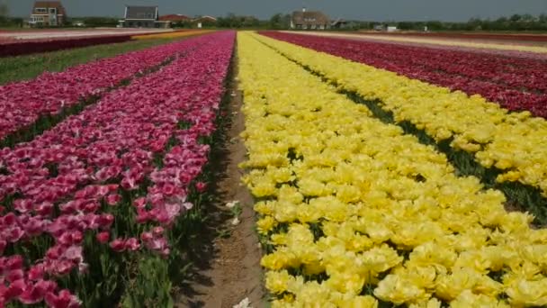 Drone disparo volando sobre los campos de Tulip en Flevopolder en Países Bajos cerca de lugar Dronten
 - Imágenes, Vídeo