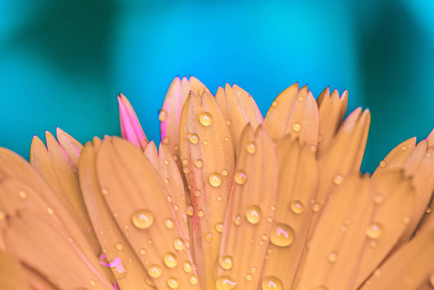 Orange flower petals with water drops, close up and blue background - Foto, Imagem