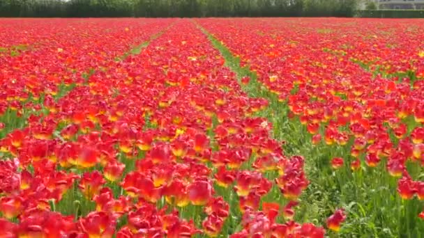 Drohnenschuss fliegt über Tulpenfelder in Flevopolder in den Niederlanden in der Nähe von Dronten - Filmmaterial, Video
