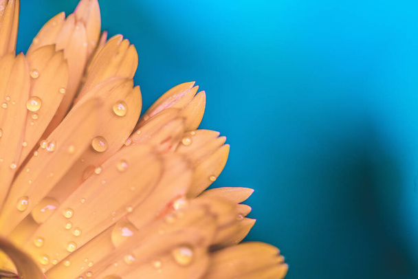 Orange flower petals with water drops, close up and blue background - Fotó, kép