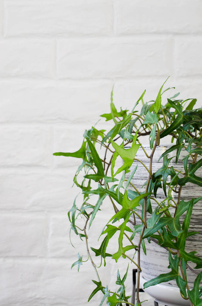 Bluszcz roślinny doniczkowy w pobliżu ściany z białej cegły. - Zdjęcie, obraz