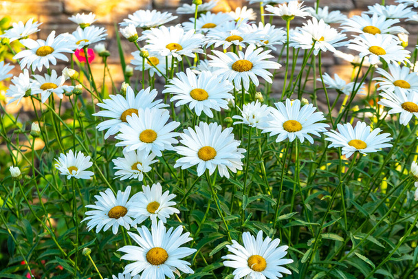 Gänseblümchen auf einer Sommerwiese. Blühende Gänseblümchen. Hochwertiges Foto - Foto, Bild