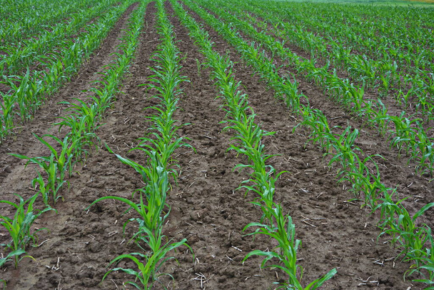 сільськогосподарське поле, на якому вирощують молоду кукурудзу. Зелене поле на заході сонця. Молоде кукурудзяне поле в весняний ранок дуже мала глибина різкості
. - Фото, зображення