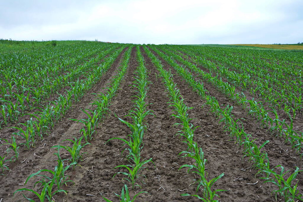 сільськогосподарське поле, на якому вирощують молоду кукурудзу. Зелене поле на заході сонця. Молоде кукурудзяне поле в весняний ранок дуже мала глибина різкості
. - Фото, зображення