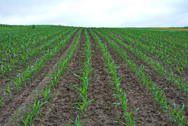 сельскохозяйственное поле, на котором растет молодая кукуруза. Зеленое поле на закате. Молодое кукурузное поле весенним утром очень мелкая глубина поля
. - Фото, изображение