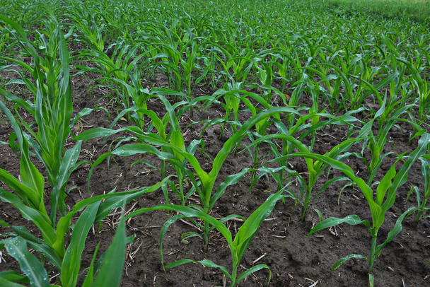 egy mezőgazdasági terület, ahol fiatal kukoricát termesztenek. Zöld mező naplementekor. Fiatal kukoricamező egy tavaszi reggelen nagyon sekély mezők mélysége. - Fotó, kép