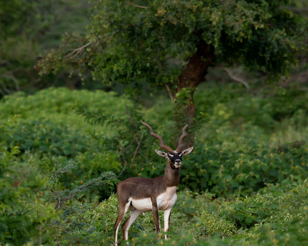 O blackbuck é o único membro existente do gênero Antilope
 - Foto, Imagem