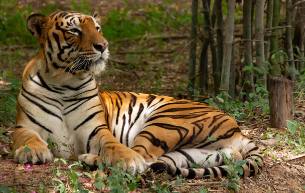 Tygr (Panthera tigris) je největší existující kočičí druh a člen rodu Panthera - Fotografie, Obrázek