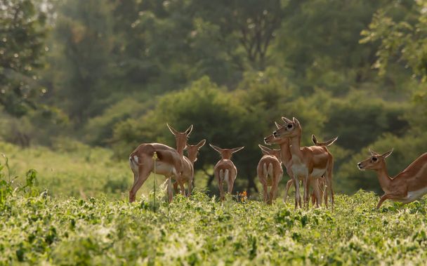 Το blackbuck είναι το μόνο ζωντανό μέλος του γένους Antilope. - Φωτογραφία, εικόνα