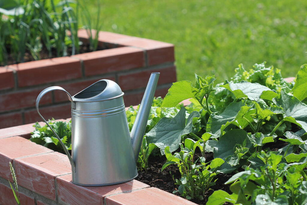 Letti rialzati giardinaggio in un orto urbano piante erbe aromatiche spezie bacche e verdure. - Foto, immagini