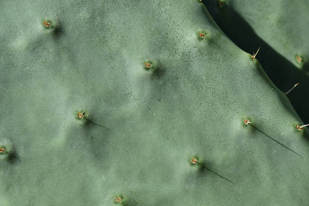 Зеленый фон листа колючего грушевого кактуса с шипами
 - Фото, изображение