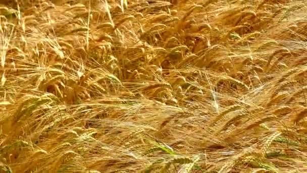 Barley field in golden summer light - Footage, Video