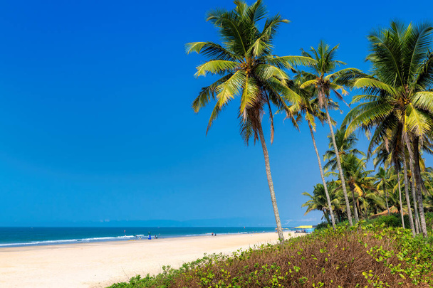 Экзотический тропический пляж с кокосовыми пальмами и голубым океаном под голубым небом в ГоА, Индия
 - Фото, изображение
