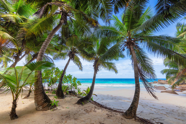 熱帯ビーチ。ココヤシとターコイズブルーの海と日当たりの良いビーチ。夏休みとトロピカルビーチのコンセプト. - 写真・画像