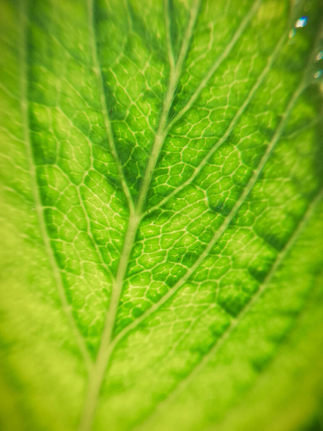 Makrofotografie der Natur - Ader eines grünen Blattes - Foto, Bild