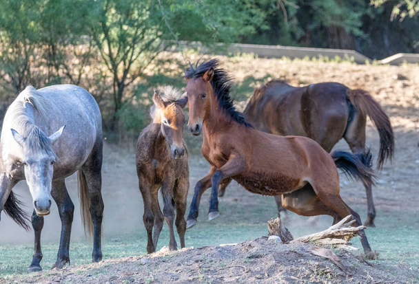 A medida que el sol se pone, los caballos salvajes de Salt River están ahorrando y jugando entre sí.
 - Foto, Imagen
