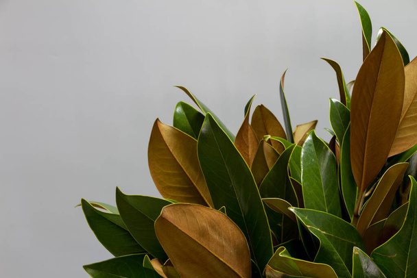 Zamknij bukiet świeżych zielonych i brązowych liści magnolii na szarym tle, selektywne skupienie - Zdjęcie, obraz