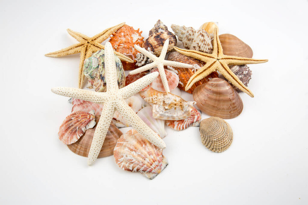 Various sea shells, concept, design, photo, background - Valokuva, kuva