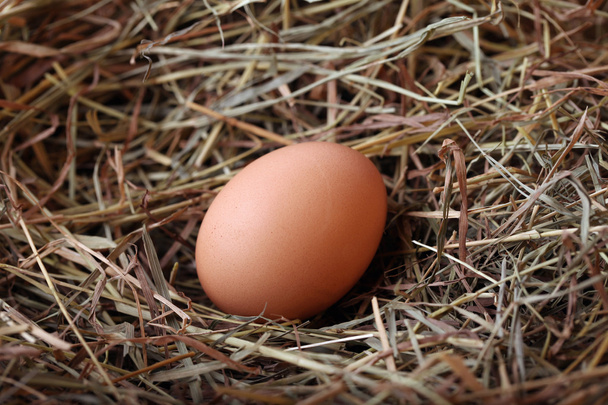 Fresh farm egg in nest. - Foto, immagini