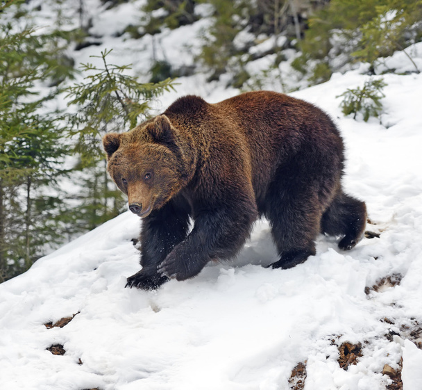 barna medve téli erdőben - Fotó, kép