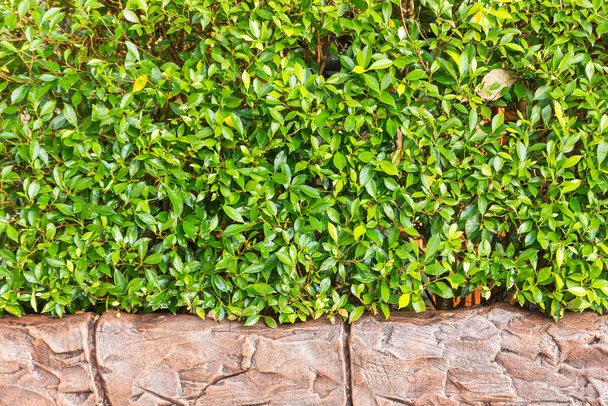zöld Bush és barna fal - Fotó, kép
