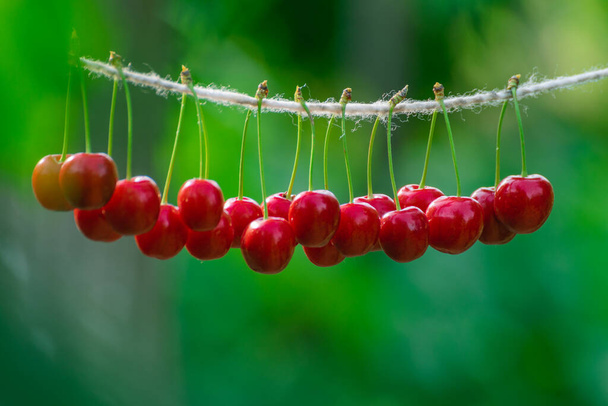 Cerejas na corda no jardim em um dia ensolarado
 - Foto, Imagem