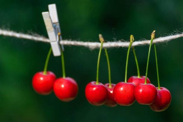 Cherries on the string in the garden on a sunny day - Photo, Image