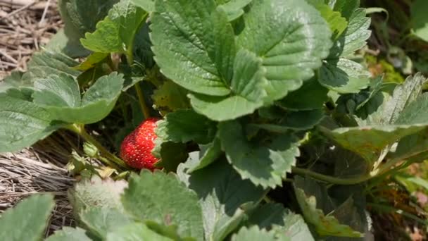 Rode en groene aardbeien op het tuinbed. Biologische landbouw. Landbouw en landbouwindustrie. Handzaaien en oogsten - Video