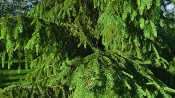 Gros plan du tronc de sapin coupé avec une tronçonneuse - Récolte du sapin de Noël - Séquence, vidéo