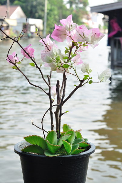 Bougainvillea bloemen in plant-pot op waterkant - Foto, afbeelding