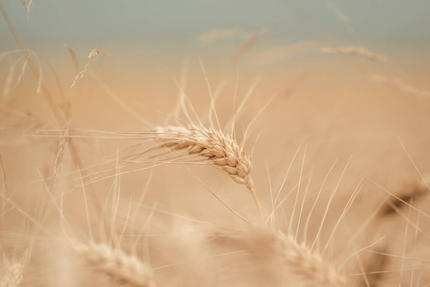 campo de trigo dourado e dia ensolarado - Foto, Imagem