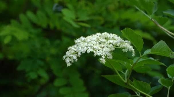 Picking developed Elder Flowers for juice (Sambucus nigra) - Πλάνα, βίντεο