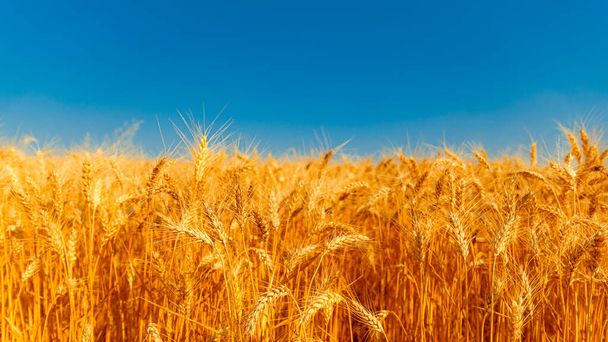 champ de blé doré et journée ensoleillée - Photo, image