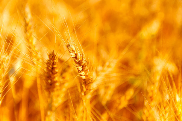 χρυσό χωράφι με σιτάρι και ηλιόλουστη μέρα - Φωτογραφία, εικόνα