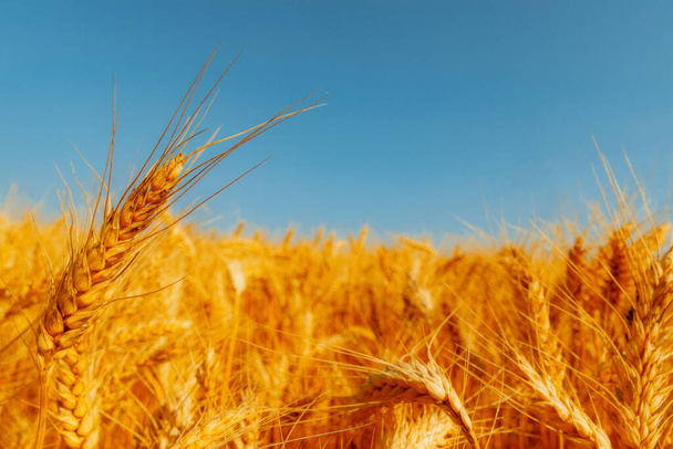 campo de trigo dourado e dia ensolarado - Foto, Imagem