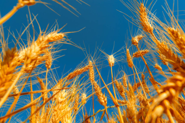 zlaté pšeničné pole a slunečný den - Fotografie, Obrázek