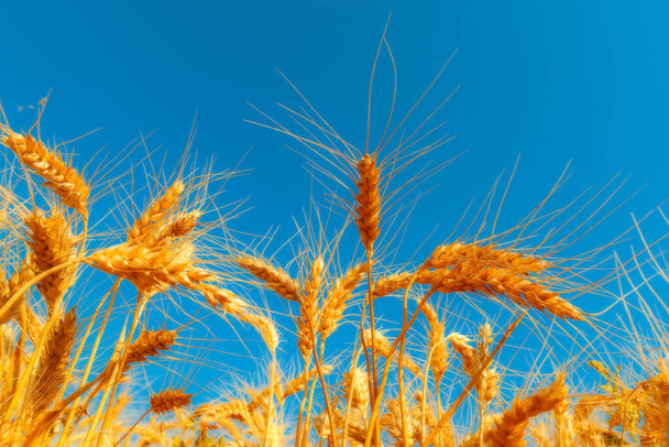 золотое пшеничное поле и солнечный день - Фото, изображение