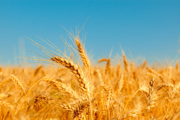 złote pole pszenicy i słoneczny dzień - Zdjęcie, obraz