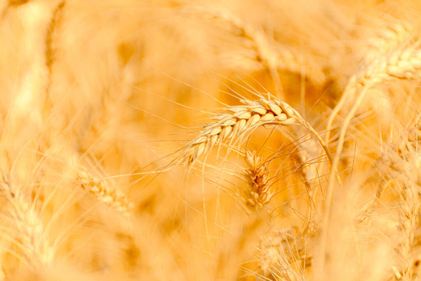 golden wheat field and sunny day - Photo, Image
