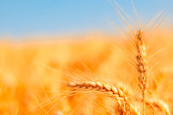campo di grano dorato e giornata di sole - Foto, immagini