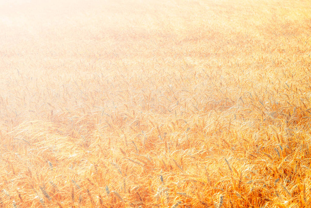 golden wheat field and sunny day - Photo, Image