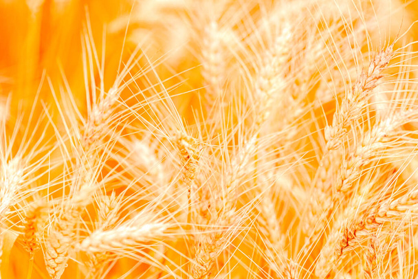 campo di grano dorato e giornata di sole - Foto, immagini