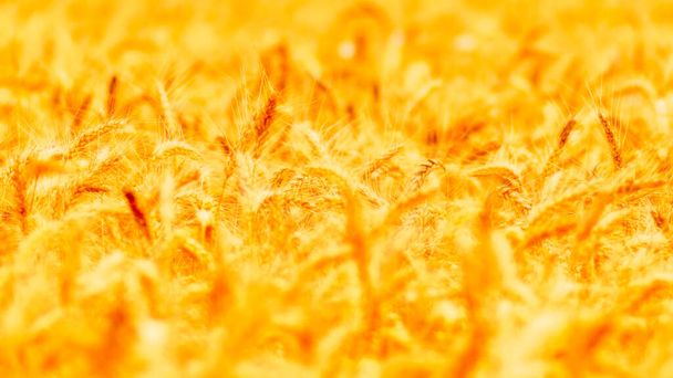 黄金の麦畑と晴れた日 - 写真・画像