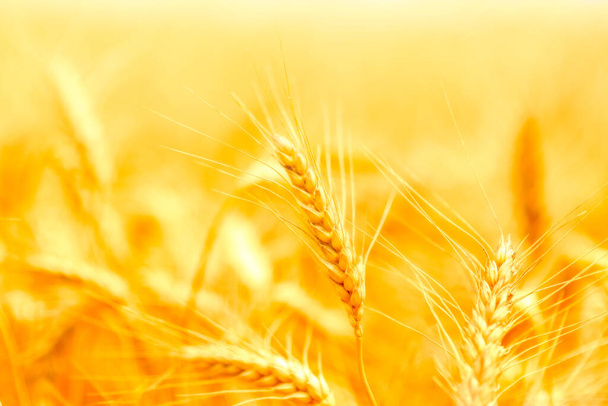 champ de blé doré et journée ensoleillée - Photo, image