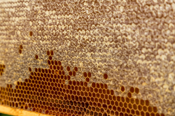 Todellinen hunajakenno täynnä hunajaa ja siitepölyä - Valokuva, kuva