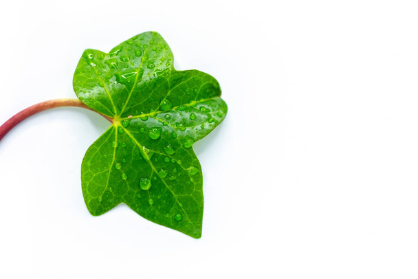 Simple green leaf with drops of water. - Φωτογραφία, εικόνα