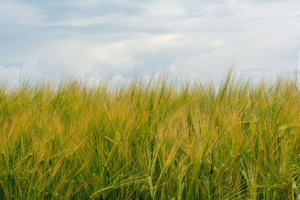 Buğdayın hasat için hazır olduğu yakın plan bir fotoğraf. Karanlık, kasvetli gökyüzü. - Fotoğraf, Görsel