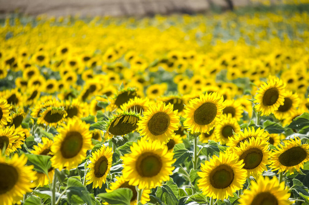 Feld blühender Sonnenblumen. Sonnenblume natürlichen Hintergrund. Sonnenblumen blühen aus nächster Nähe. Sonniger Sommertag. Landwirtschaft, Erntekonzept. Selektives Fokusbild. - Foto, Bild