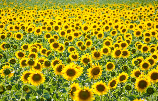 field of blooming sunflowers. Sunflower natural background. Sunflower blossoming close-up. Sunny summer day. Farming, harvesting concept. Selective focus image. - Photo, Image